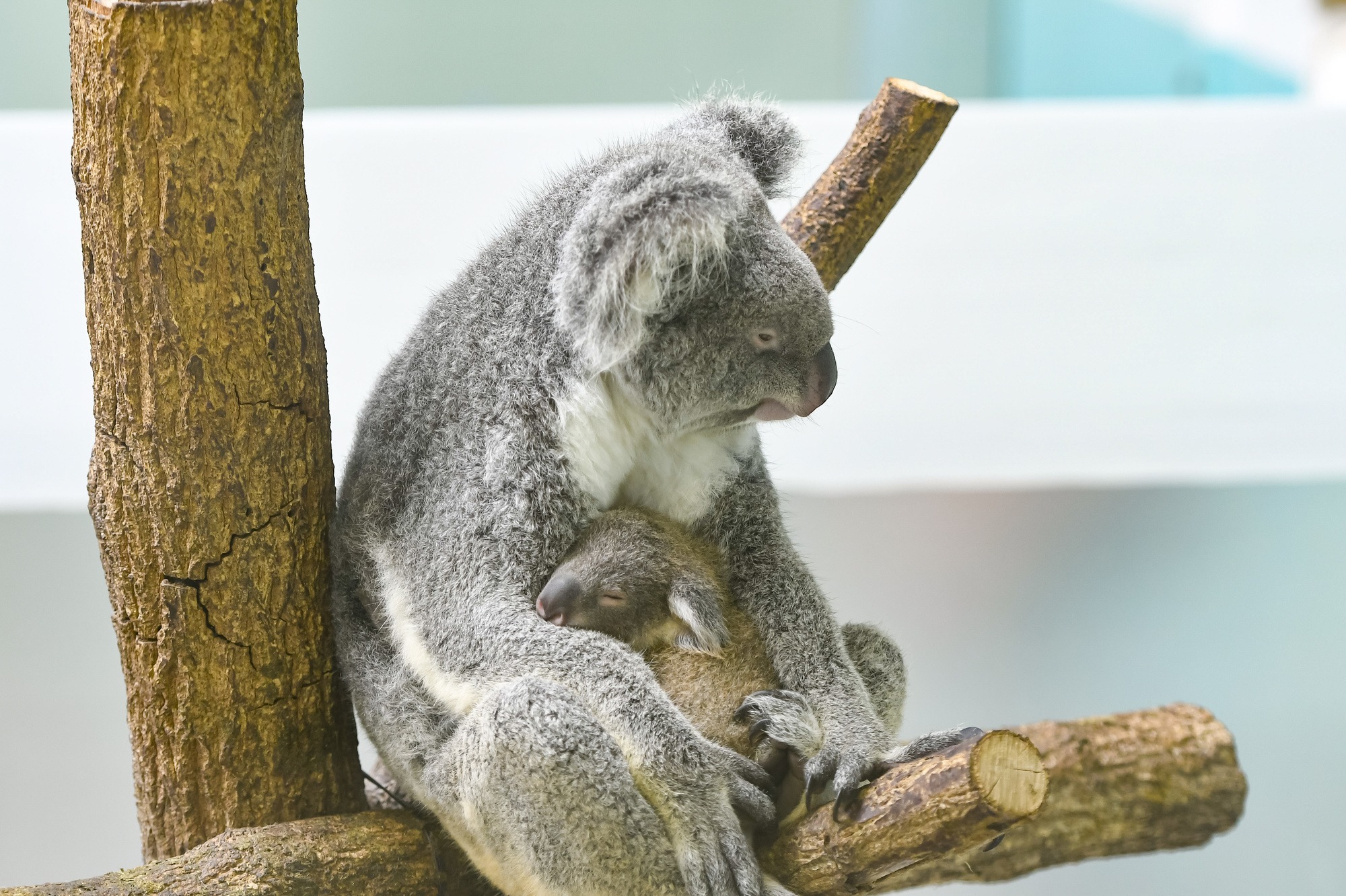 平川動物園行き路線バス